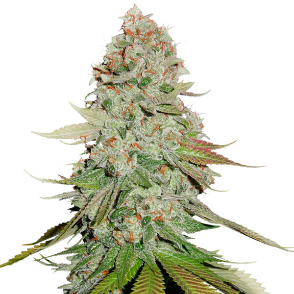 Gorilla Glue feminizada de Seedstockers