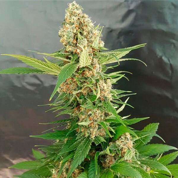 Gorilla Ice Cream feminizada de Expert Seeds
