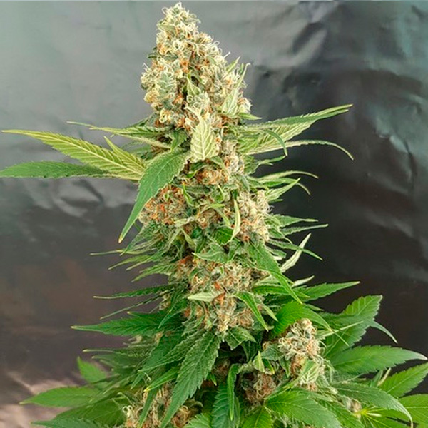 Gorilla Ice Cream feminizada de Expert Seeds
