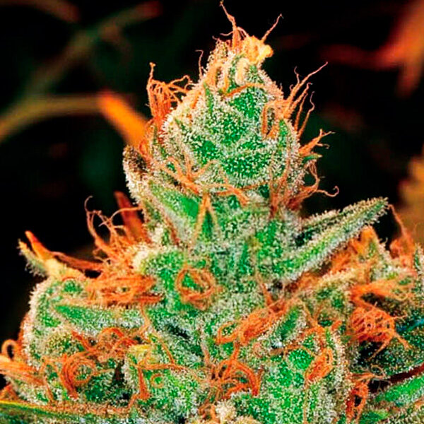 Gorilla Lilly feminizada de Expert Seeds