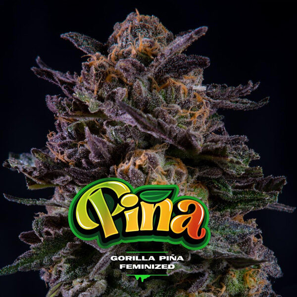 Gorilla Piña feminizada de Bsf Seeds