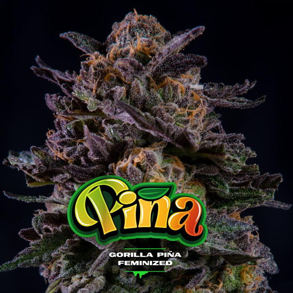 Gorilla Piña feminizada de Bsf Seeds