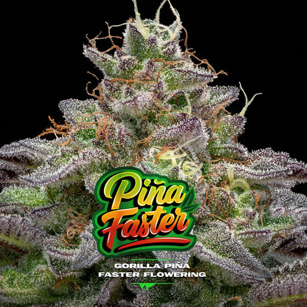 Gorilla Piña Faster Flowering feminizada de Bsf Seeds