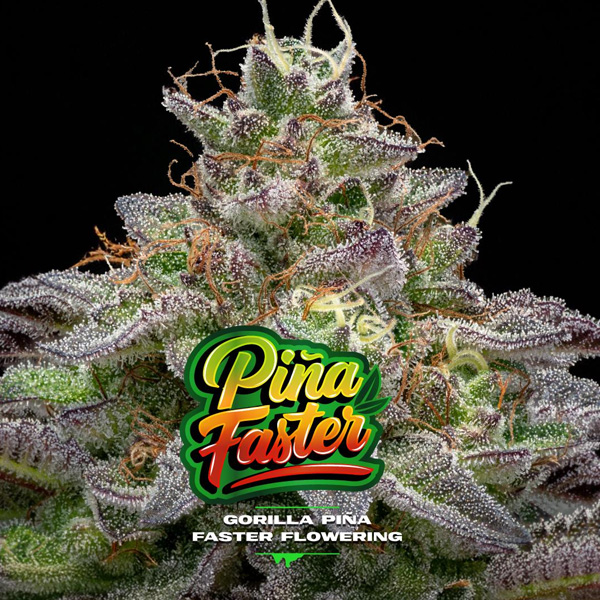 Gorilla Piña Faster Flowering feminizada de Bsf Seeds