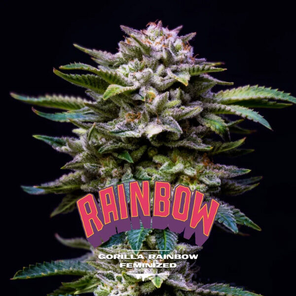 Gorilla Rainbow feminizada de Bsf Seeds