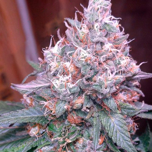 Gorilla Sfv OG feminizada de Expert Seeds