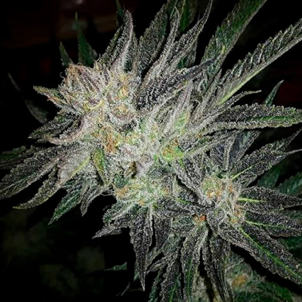 Gorilla White Widow feminizada de Expert Seeds