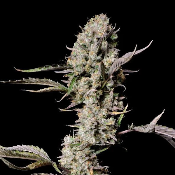 Gorilla Zkittlez Auto de Fast Buds