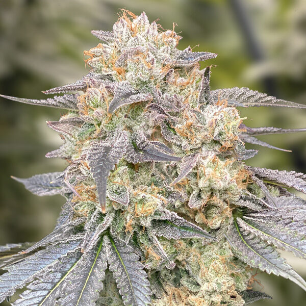 Gorilla Zkittlez Fast feminizada de High Speed Buds