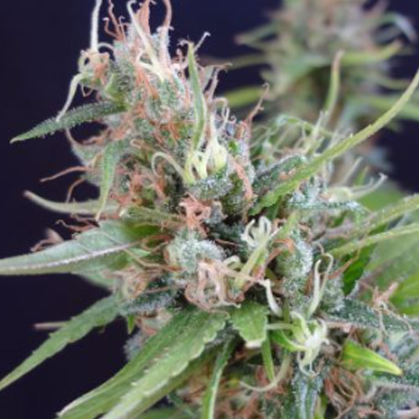 Grail Widow regular de Mr. Nice
