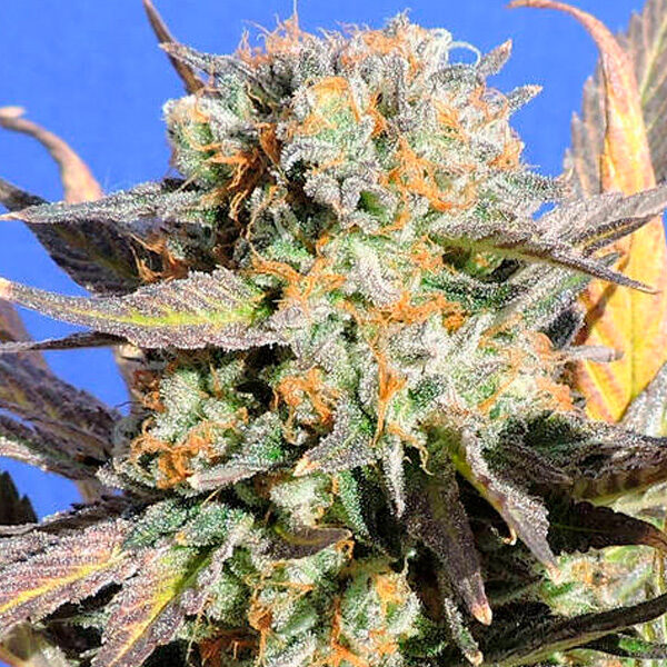 Grandaddy Black feminizada de Original Sensible Seeds