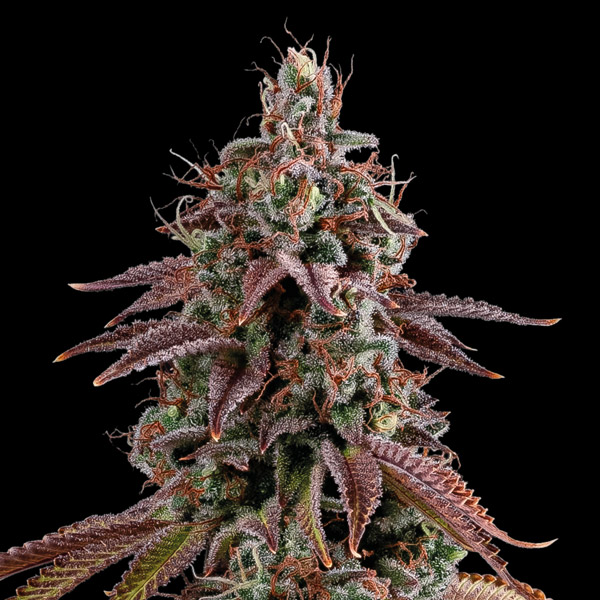 Granny´s Home feminizada de Seedstockers