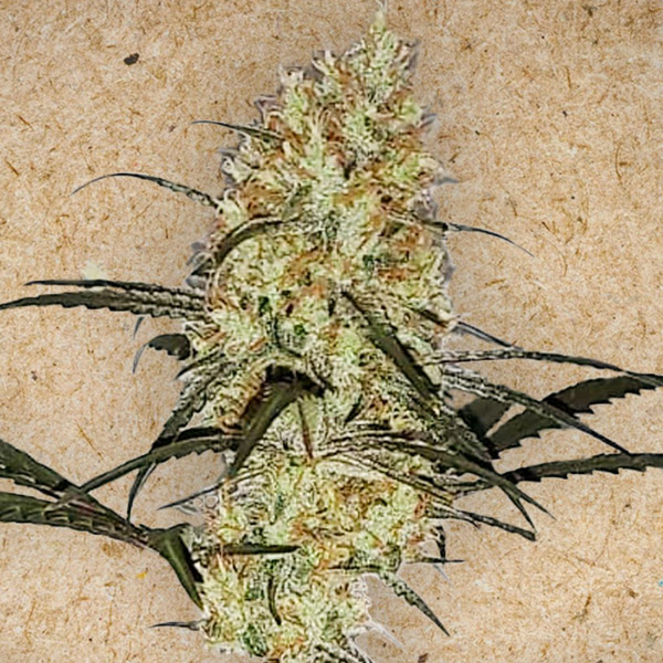 Grape Amnesia feminizada de Female Seeds
