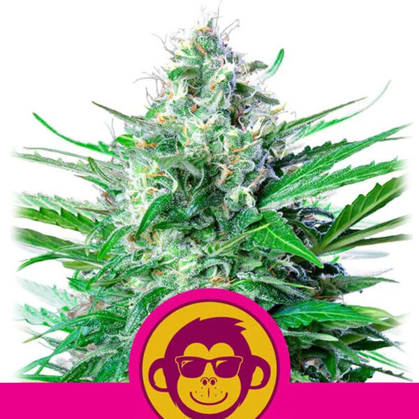 Grape Ape feminizada de Royal Queen