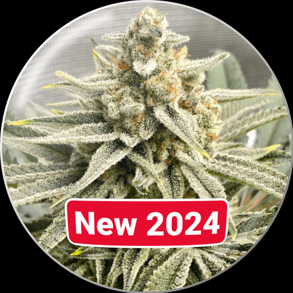 Grape Fuel feminizada de Medical Seeds