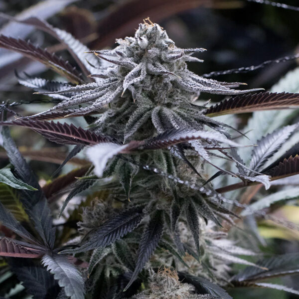Grape Juice feminizada de Silent Seeds