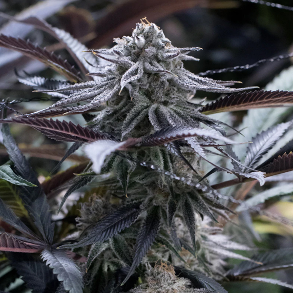 Grape Juice feminizada de Silent Seeds