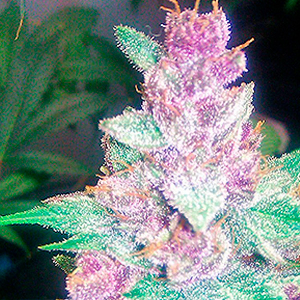 Grape Kush feminizada de The Cali Connection