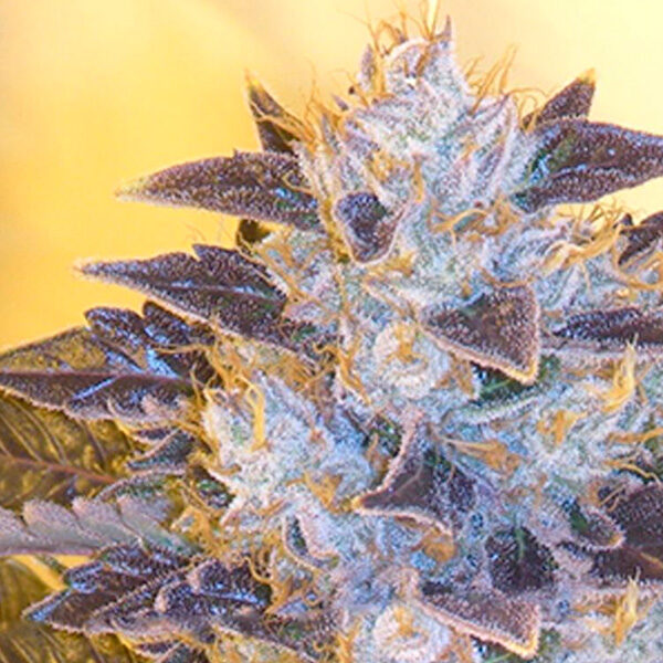 Grape OG feminizada de The Cali Connection