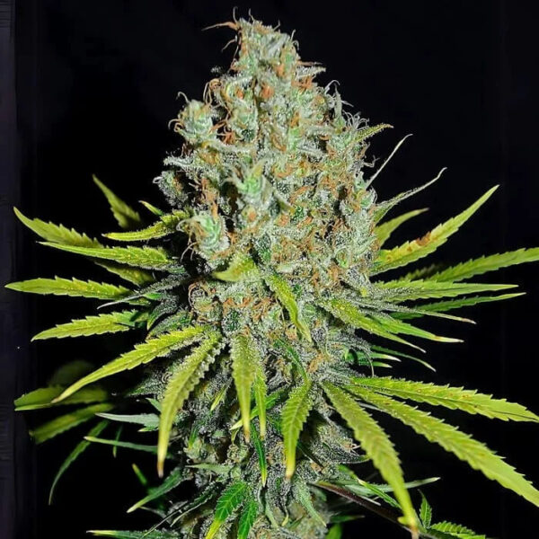 Grape Stomper feminizada de Empire Seeds Bank