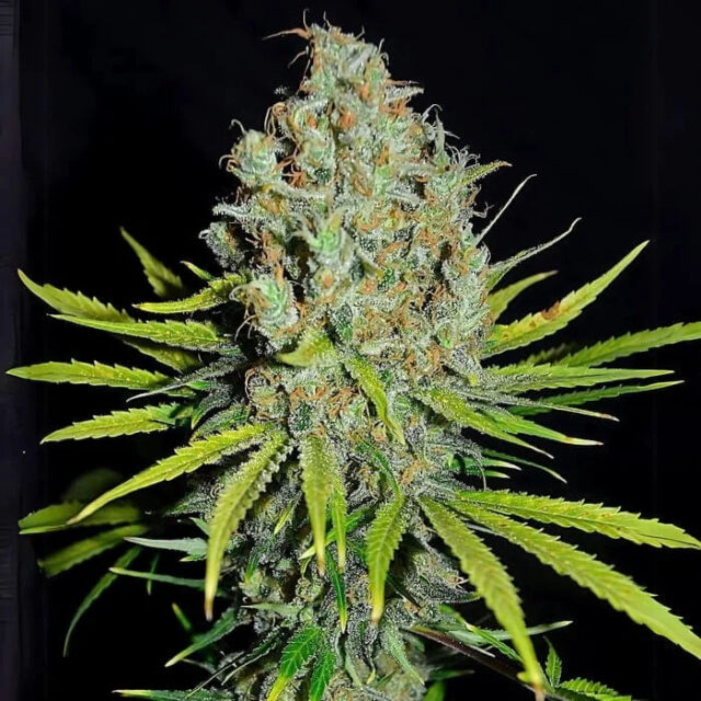 Grape Stomper feminizada de Empire Seeds Bank