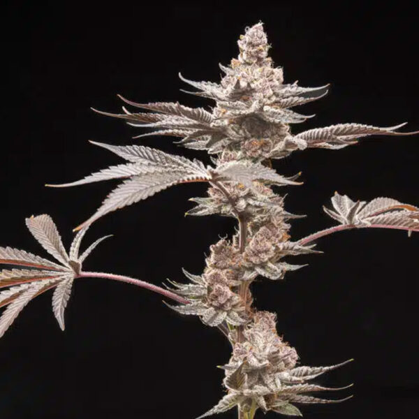 Grape Sunshine feminizada de World Breeders