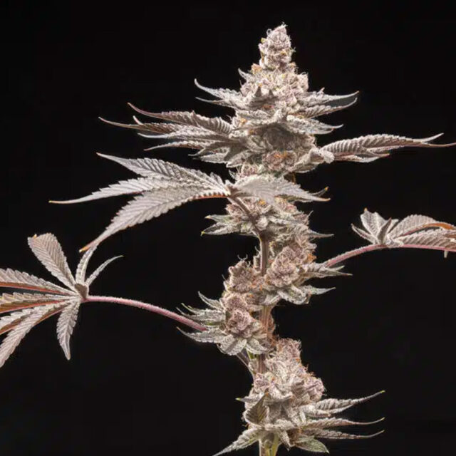 Grape Sunshine feminizada de World Breeders