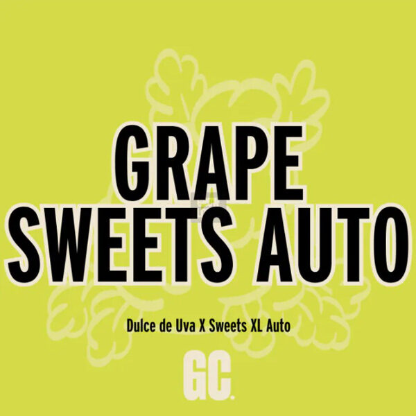 Grape Sweets Auto de Grand Cru Genetics