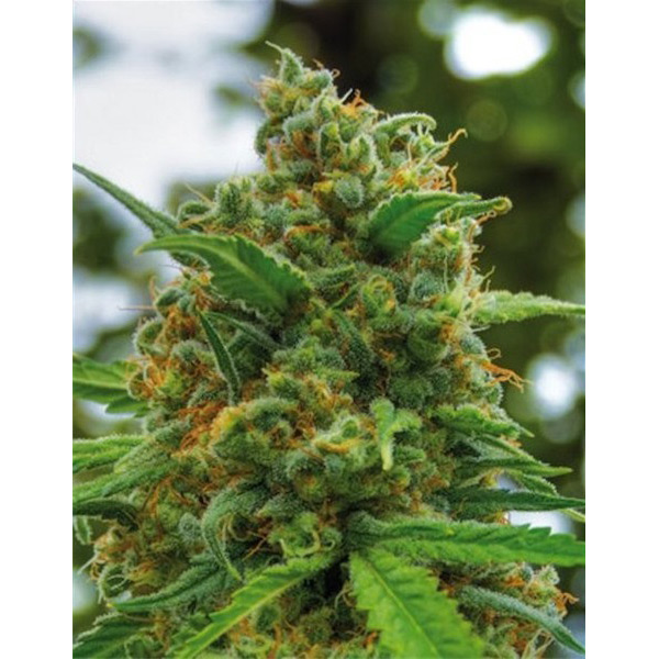 Grapefruit feminizada de Positronics Seeds