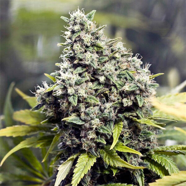 Grapefruit feminizada de Female Seeds