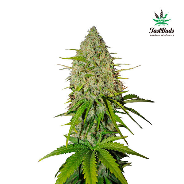 Grapefruit Auto de Fast Buds