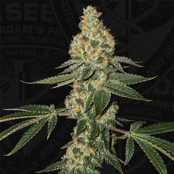 Green Candy Apple feminizada de T.h. Seeds