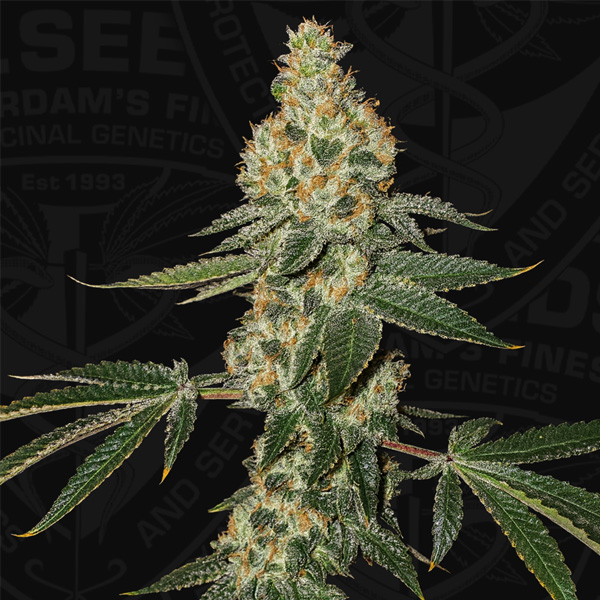 Green Candy Apple feminizada de T.h. Seeds
