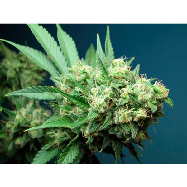Green Crack feminizada de The Cali Connection