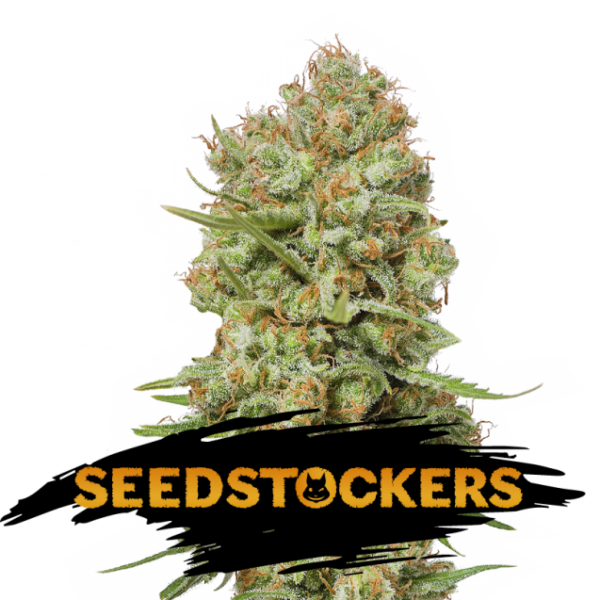 Green Crack feminizada de Seedstockers