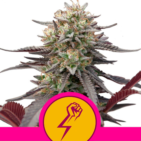 Green Punch feminizada de Royal Queen