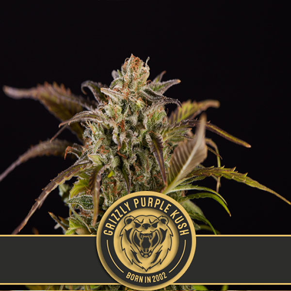 Grizzly Purple Kush feminizada de Blimburn Seeds