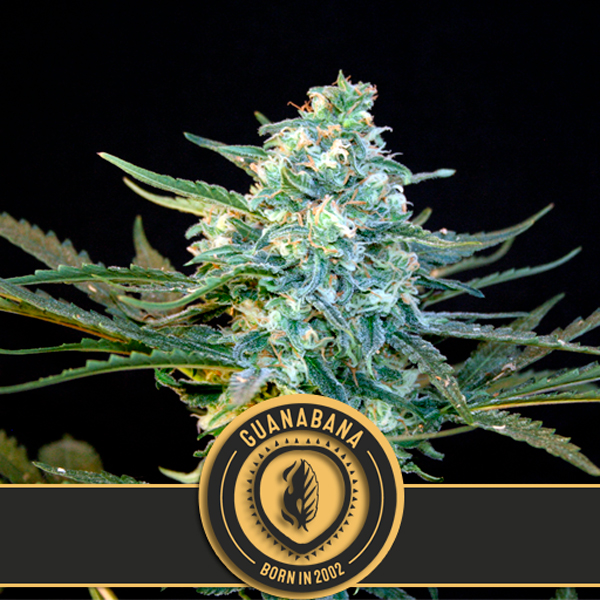 Guanabana feminizada de Blimburn Seeds