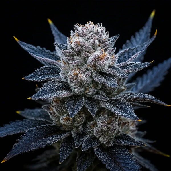 Guava Ice Cream Triploid feminizada de Triploid Genetics