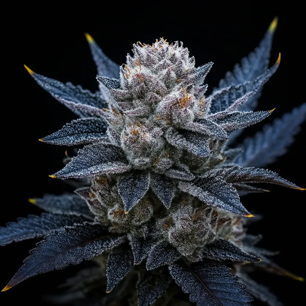 Guava Ice Cream Triploid feminizada de Triploid Genetics