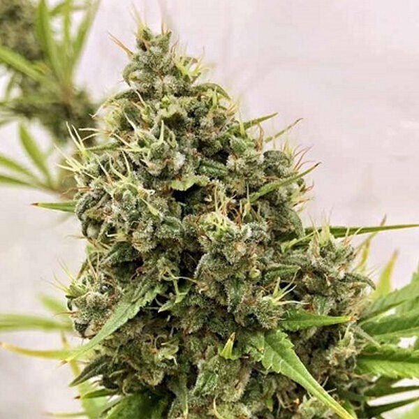 Guawi feminizada de Ace Seeds