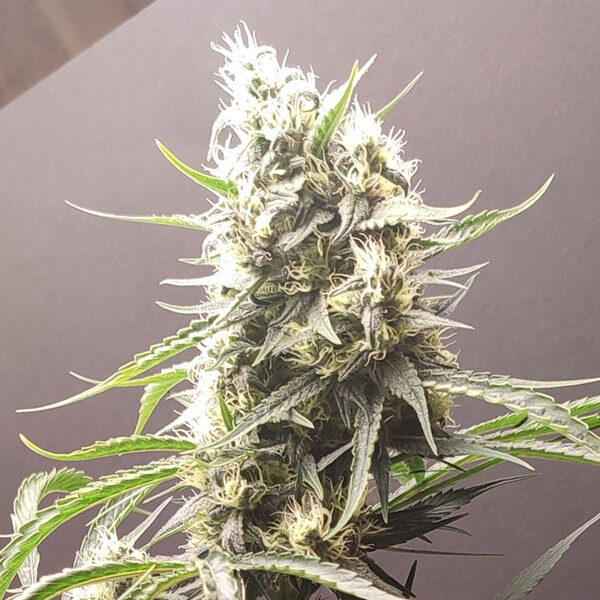 Gunk feminizada de Seeds Of Anarchy