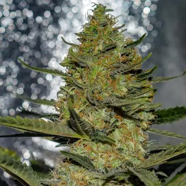Gus Mints feminizada de Vision Seeds