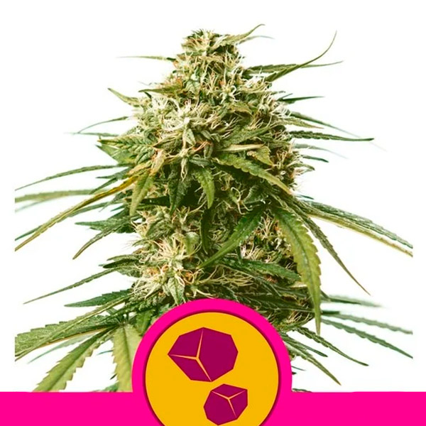 Gusher feminizada de Royal Queen
