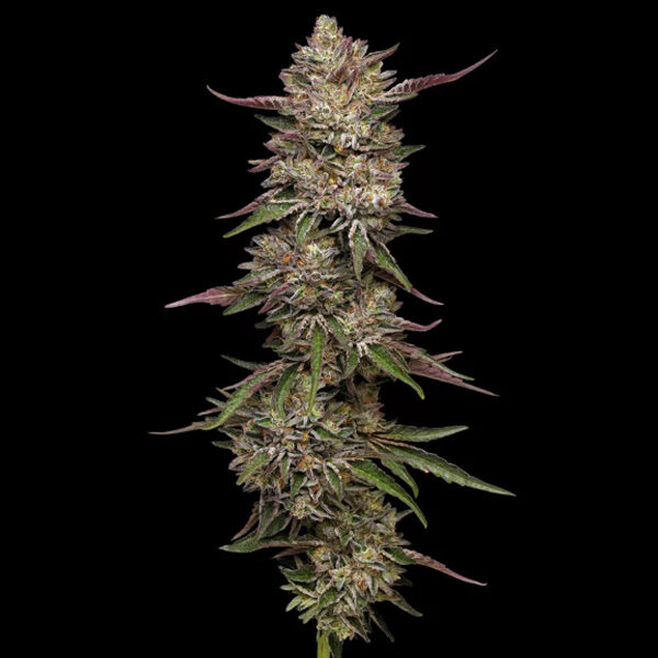 Guzzlerz feminizada de Humboldt Seeds Company
