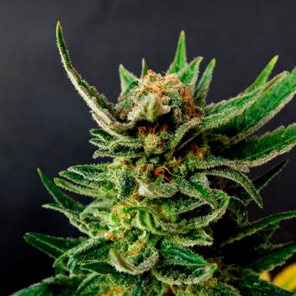 Gypsy Kush feminizada de Kannabia Seeds