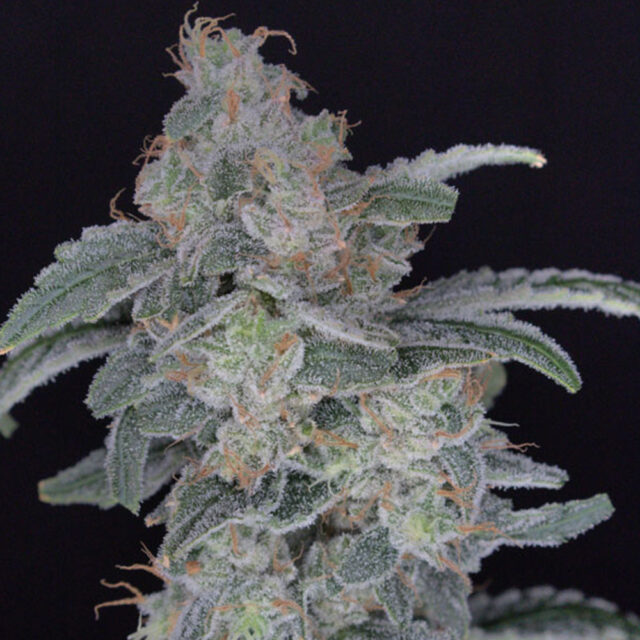 Hb Dunkin'z feminizada de Pure Instinto