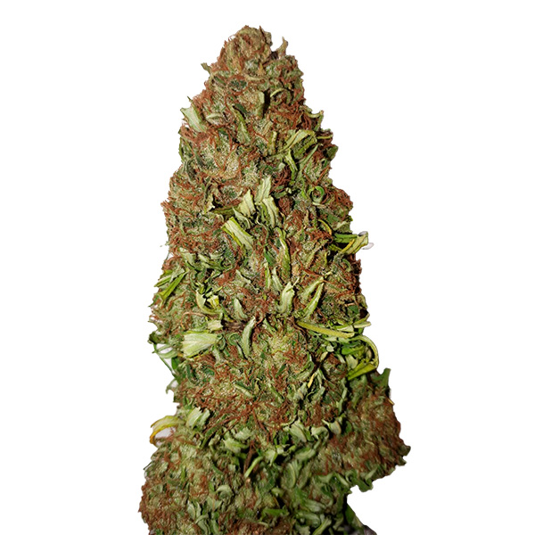 Harlequin feminizada de Cbd+ Buds