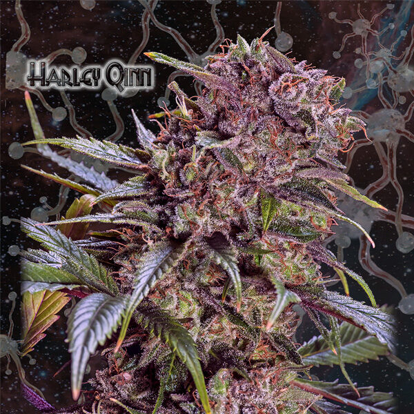 Harley Qinn feminizada de Geneseeds Y Nemeseeds