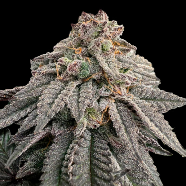 Hash Belt feminizada de Grateful Seeds